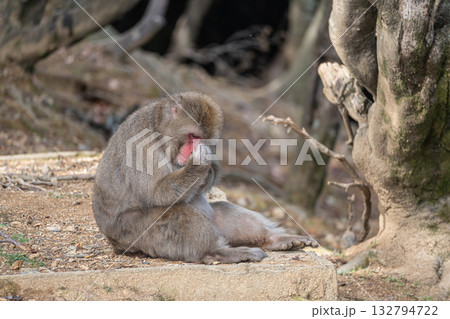 ニホンザル　嵐山モンキーパークいわたやま 132794722