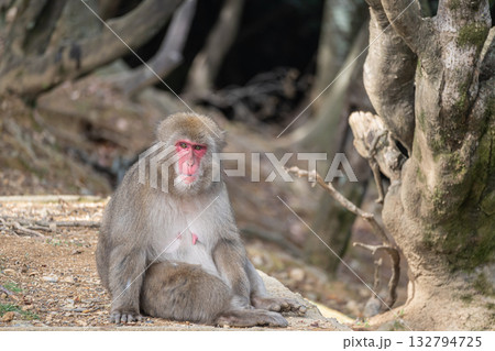 ニホンザル　嵐山モンキーパークいわたやま 132794725