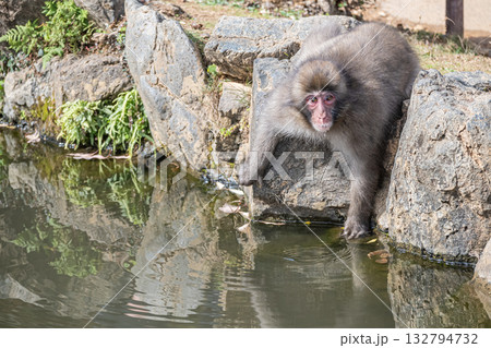ニホンザル　嵐山モンキーパークいわたやま 132794732