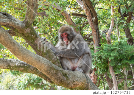 木の上のニホンザル　嵐山モンキーパークいわたやま 132794735