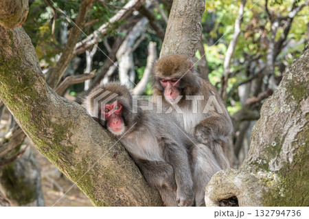木の上で毛繕いするニホンザル　嵐山モンキーパークいわたやま 132794736