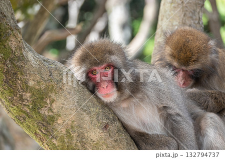 木の上で毛繕いするニホンザル 嵐山モンキーパークいわたやま 木の上で毛繕いするニホンザル 嵐山モンキーパークいわたやま 132794737