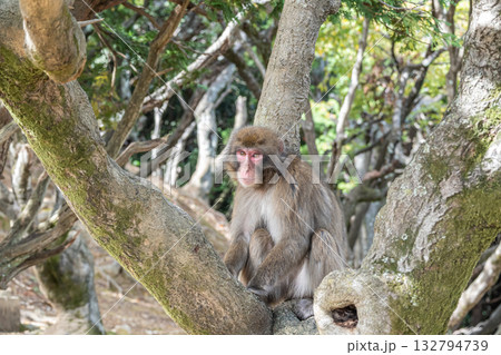 木の上のニホンザル 嵐山モンキーパークいわたやま 木の上のニホンザル 嵐山モンキーパークいわたやま 132794739
