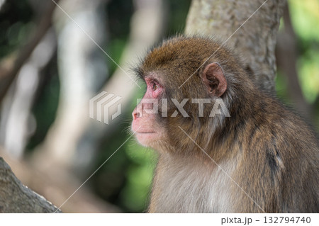 ニホンザル　嵐山モンキーパークいわたやま 132794740