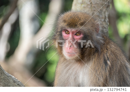 ニホンザル　嵐山モンキーパークいわたやま 132794741