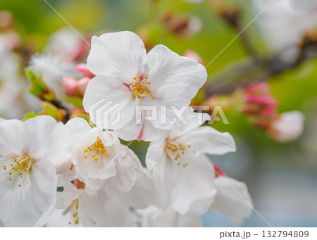 桜の花イメージ 132794809
