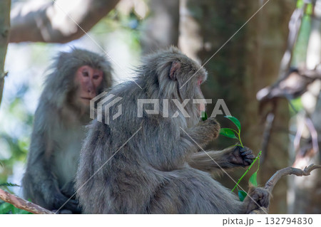 ヤクザル　採餌中　世界自然遺産屋久島(春 132794830