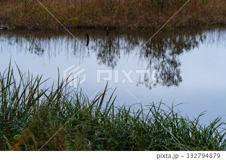 水辺の草紅葉 132794879