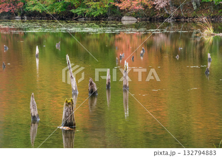 映る枯れ木 132794883
