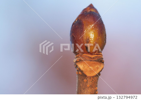 トチノキの葉痕と冬芽 トチノキの葉痕と冬芽 132794972