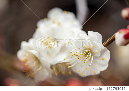 白い梅の花 132795015