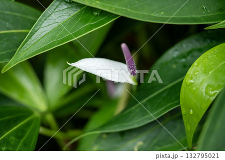 アンスリウム・アムニコラ アンスリウム・アムニコラ 132795021