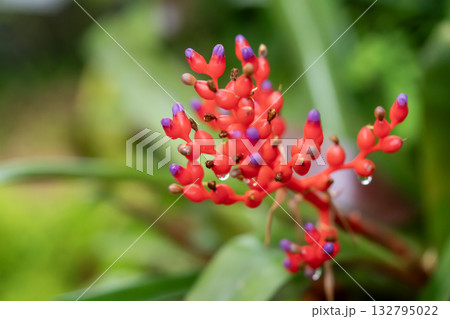 エクメア・レッドべリー 132795022