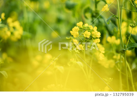 菜の花 132795039