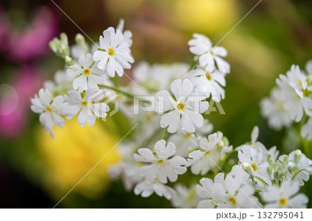 白い桜草 132795041