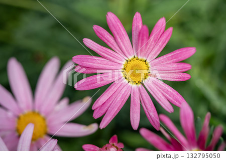 ピンクのマーガレット 132795050