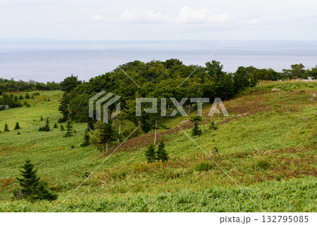 秋の知床五湖 132795085