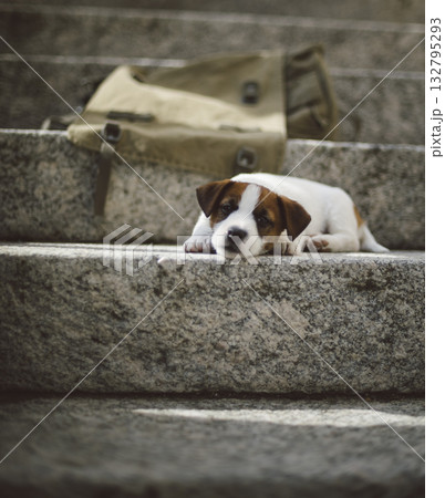 Tired puppy lying on stone steps Tired puppy lying on stone steps 132795293