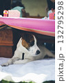 Dog resting under table at children's party 132795298