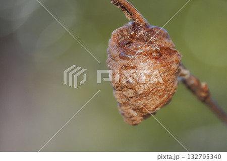 オオカマキリの卵 オオカマキリの卵 132795340
