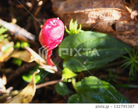 ツルリンドウの実（20251029122502） 132795387