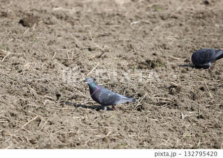 田んぼで餌を食べている鳩 132795420