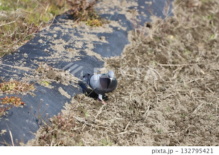 田んぼで餌を食べている鳩 132795421