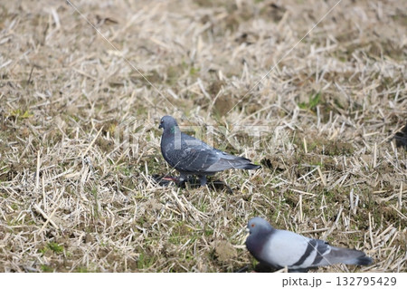 田んぼで餌を食べている鳩 132795429