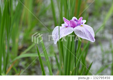 水玉星・花菖蒲 水玉星・花菖蒲 132795450