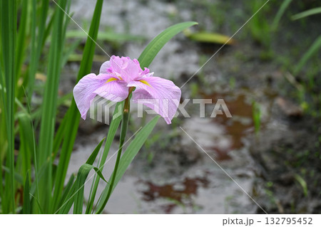 桃霞・花菖蒲 桃霞・花菖蒲 132795452