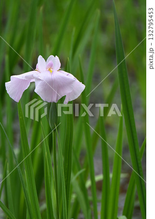 桃児童・花菖蒲 132795453