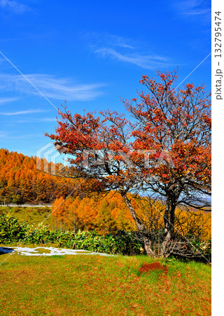 メルヘン街道 峠から見る朝霧の佐久市街と山々の紅葉 132795474