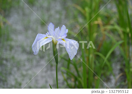 エンチャンテッドレーク・花菖蒲 エンチャンテッドレーク・花菖蒲 132795512