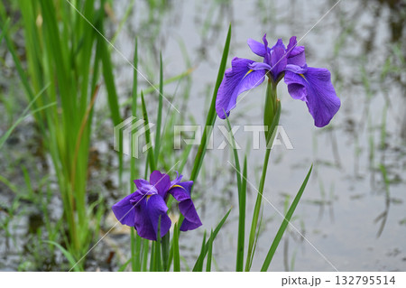 花太夫・花菖蒲 132795514