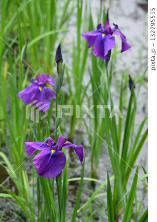 拳比べ・花菖蒲 132795515