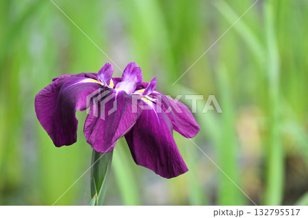 幸の冠・花菖蒲 132795517