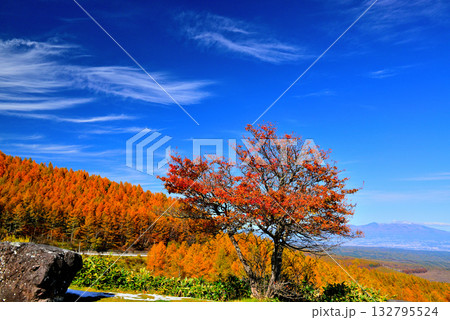 メルヘン街道 峠から見る朝霧の佐久市街と山々の紅葉 メルヘン街道 峠から見る朝霧の佐久市街と山々の紅葉 132795524