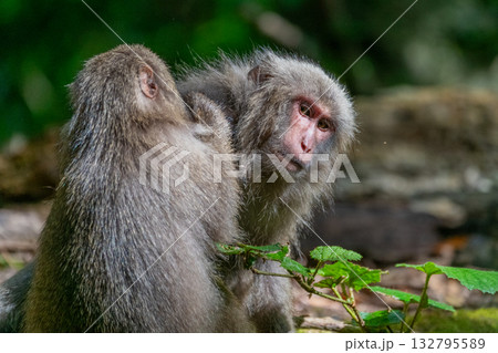 ヤクザル　毛づくろい　世界自然遺産屋久島(春 132795589