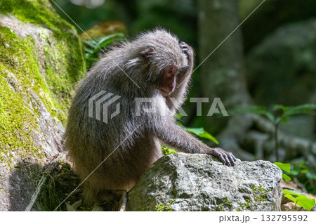 ヤクザル　毛づくろい　世界自然遺産屋久島(春 132795592