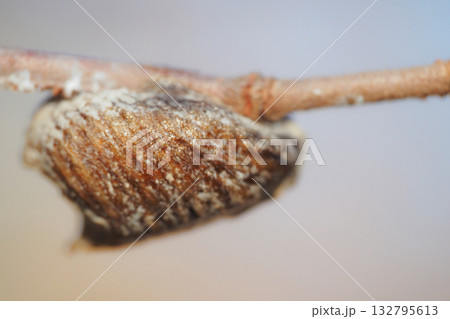 ハラビロカマキリの卵 132795613