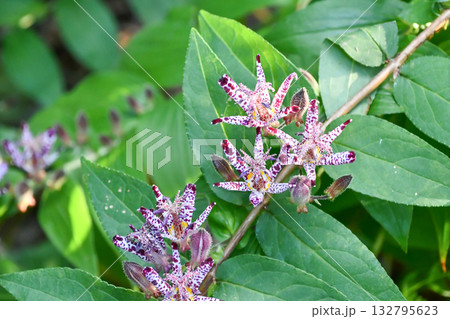 ホトトギス Toad Lily ホトトギス Toad Lily 132795623