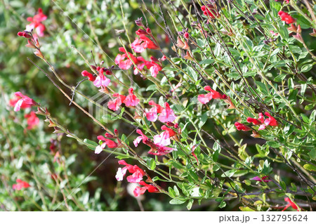 サルビア・ミクロフィラ　Cherry Sage 132795624