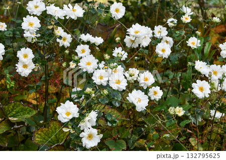 シュウメイギク Japanese Anemone シュウメイギク Japanese Anemone 132795625