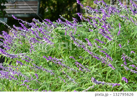 サルビア・レウカンタ　Mexican bush sage 132795626
