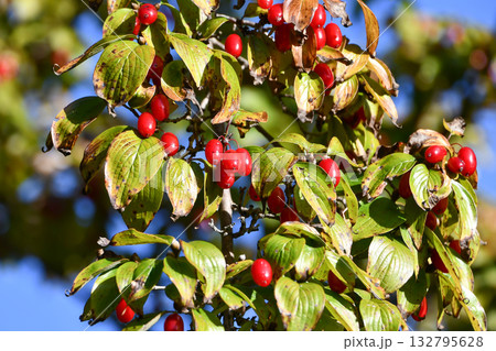 山茱萸の赤い実　Cornelian cherry fruit 132795628