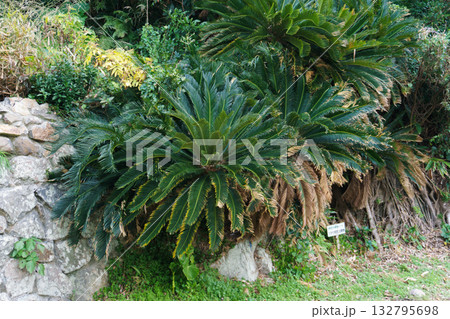 日本本土ソテツの自生北限地 鹿児島県 132795698