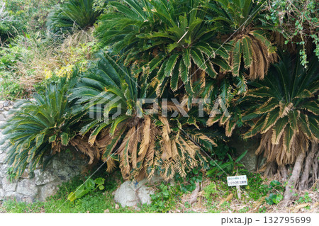 日本本土ソテツの自生北限地 鹿児島県 132795699