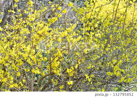 満開のレンギョウ　 132795852