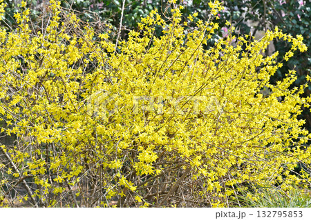 満開のレンギョウ　 132795853