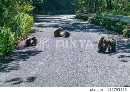 ヤクザル　毛づくろい　世界自然遺産屋久島(春 132795856